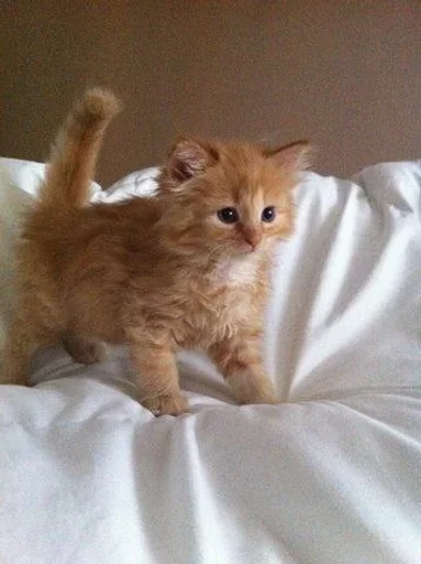 ☀ Стикер «кошаки» для Telegram