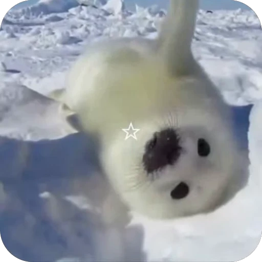 🥰 Стикер «семейство тюленевых» для Telegram