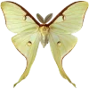🦋 Эмодзи «Мотыльки И Бабочки» для Telegram