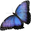 🦋 Эмодзи «Мотыльки И Бабочки» для Telegram