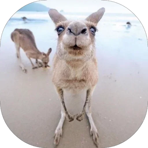 😮 Стикер «Пошел ты» для Telegram