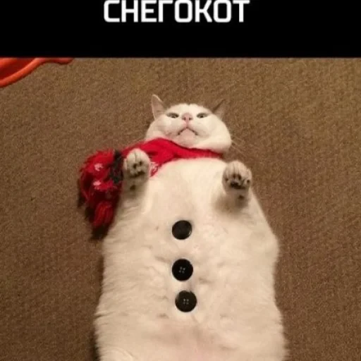 🤩 Стикер «нг котики» для Telegram