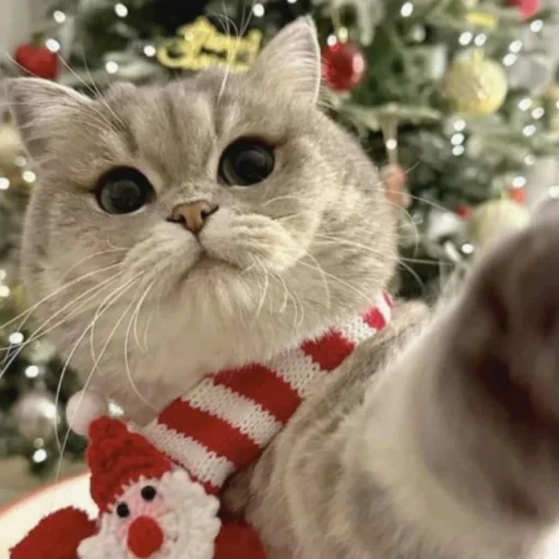 🤩 Стикер «нг котики» для Telegram