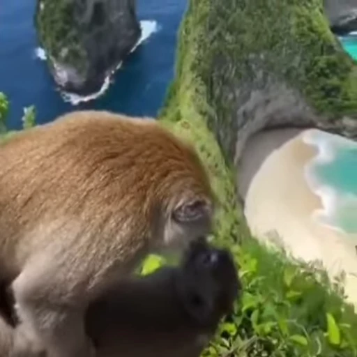 🐵 Стикер «Monkeys Memes» для Telegram