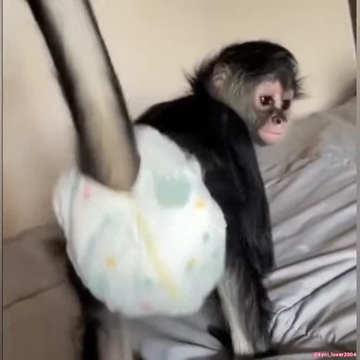 🐵 Стикер «Monkeys Memes» для Telegram