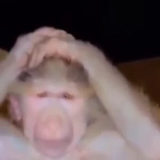 🐵 Стикер «Monkeys Memes» для Telegram