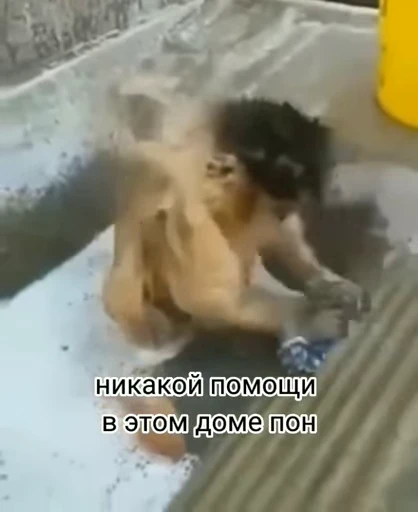 🐵 Стикер «Monkeys Memes» для Telegram