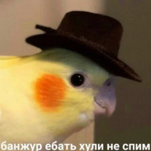 🥰 Стикер «Ржомба» для Telegram