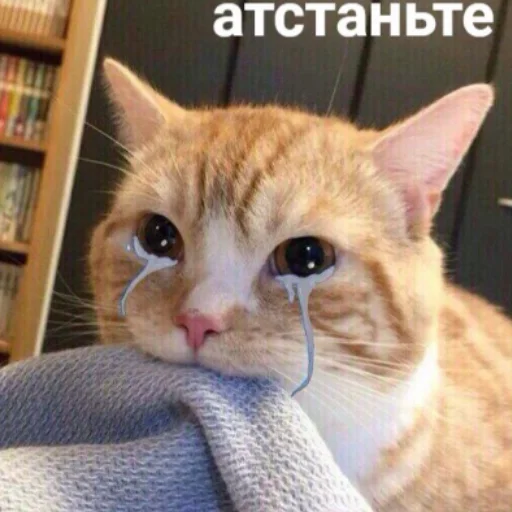 😭 Стикер «Ржомба» для Telegram