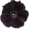 🤩 Эмодзи «noir» для Telegram