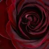 🌹 Эмодзи «noir» для Telegram