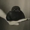 🤩 Эмодзи «noir» для Telegram
