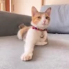 🐈 Эмодзи «no name» для Telegram