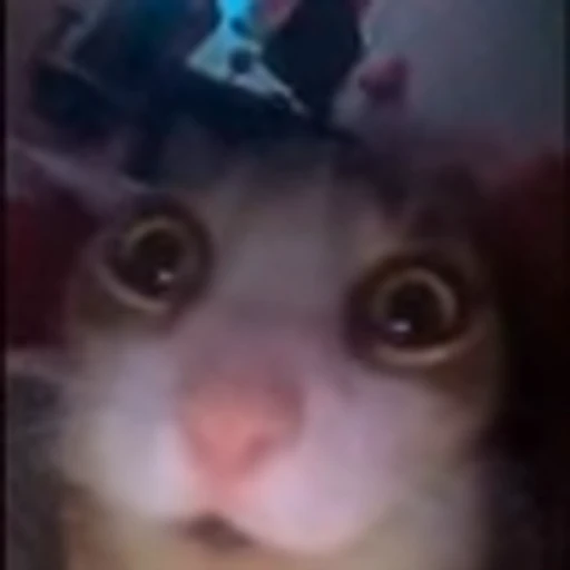 🐈‍⬛ Эмодзи «no name» для Telegram