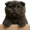🥺 Эмодзи «Котик Нонг Дум» для Telegram