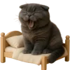 🥱 Эмодзи «Котик Нонг Дум» для Telegram