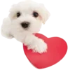 ❤️ Эмодзи «doggies» для Telegram