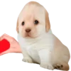 😍 Эмодзи «doggies» для Telegram