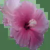 🪷 Эмодзи «Random #random #cute #status» для Telegram
