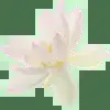 🪷 Эмодзи «Random #random #cute #status» для Telegram