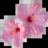 🪷 Эмодзи «Random #random #cute #status» для Telegram
