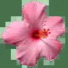 🪷 Эмодзи «Random #random #cute #status» для Telegram