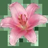 🪷 Эмодзи «Random #random #cute #status» для Telegram