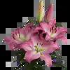 🪷 Эмодзи «Random #random #cute #status» для Telegram