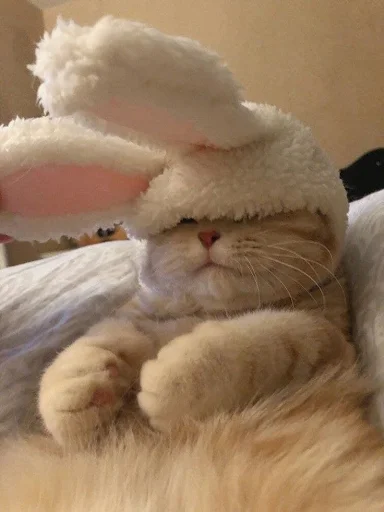 🐰 Стикер «nuresen» для Telegram