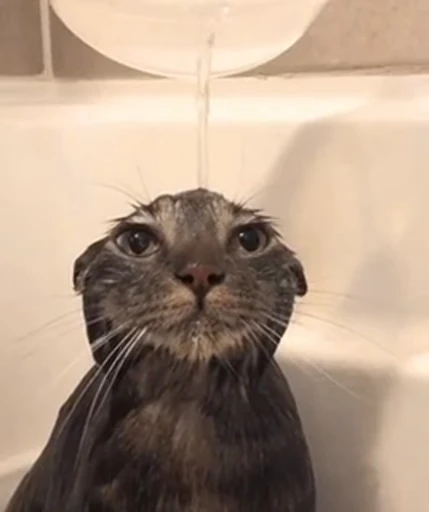 💦 Стикер «nekos UωU» для Telegram