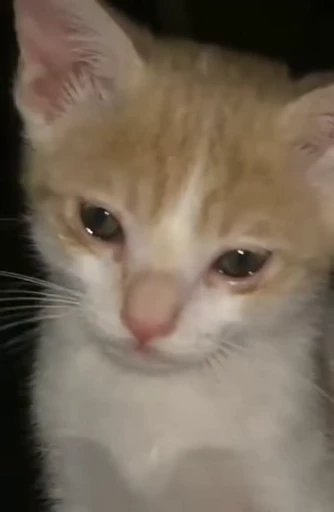 😭 Стикер «nekos UωU» для Telegram