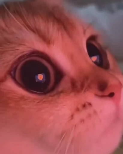 😍 Стикер «nekos UωU» для Telegram