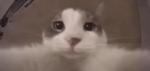 Стикерпак nekos UωU для Telegram — скачать