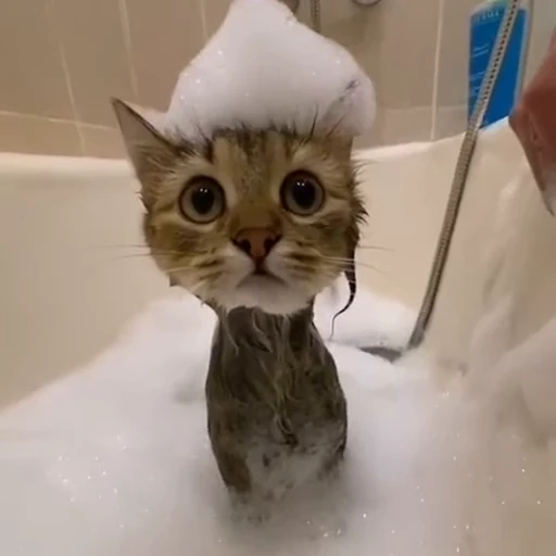 🥺 Стикер «nekos UωU» для Telegram