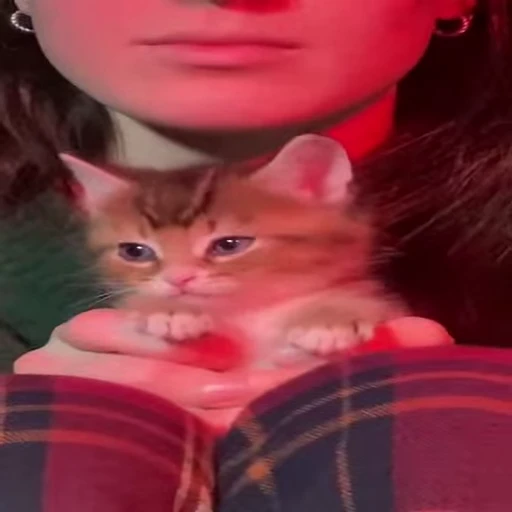 ☺️ Стикер «nekos UωU» для Telegram