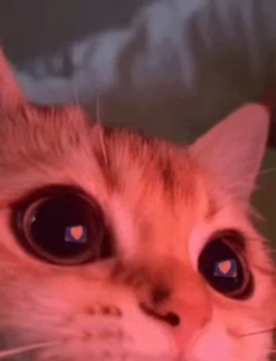 😍 Стикер «nekos UωU» для Telegram
