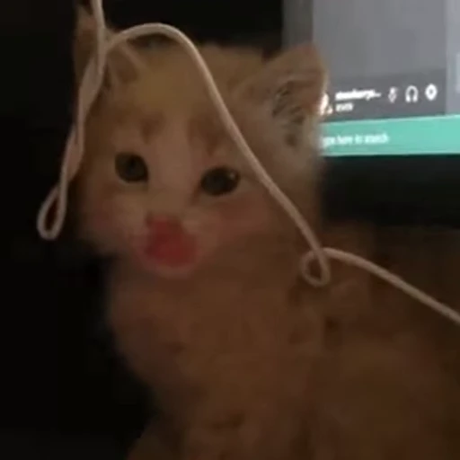 😋 Стикер «nekos UωU» для Telegram