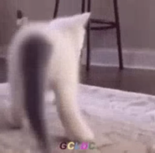 💃 Стикер «nekos UωU» для Telegram