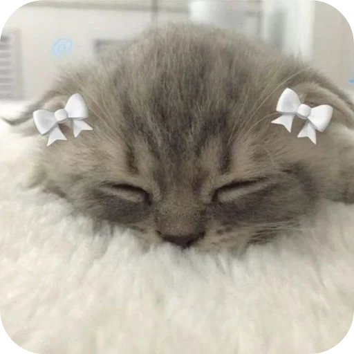 🐱 Стикер «няшки» для Telegram
