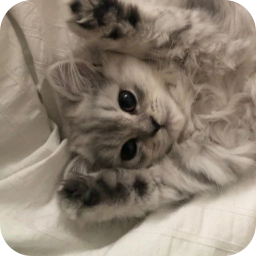 🐱 Стикер «няшки» для Telegram