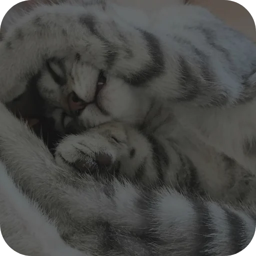 🐱 Стикер «няшки» для Telegram