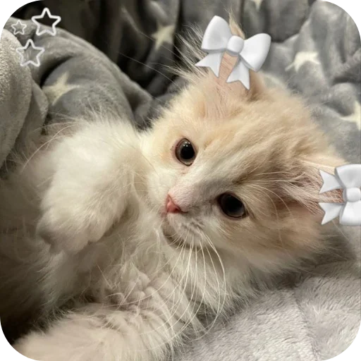 🐱 Стикер «няшки» для Telegram