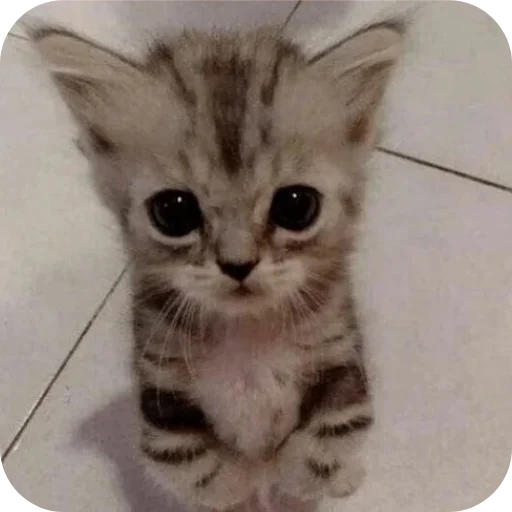 🐱 Стикер «няшки» для Telegram