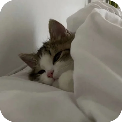 🐱 Стикер «няшки» для Telegram
