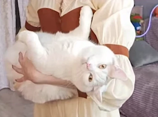🐱 Стикер «NikaYpypy» для Telegram