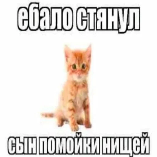 💃 Стикер «казеный унитаз» для Telegram