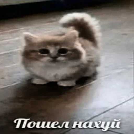 ❤️ Стикер «Мемные» для Telegram
