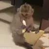 😊 Эмодзи «обезьянки» для Telegram