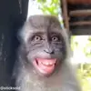 😁 Эмодзи «обезьянки» для Telegram