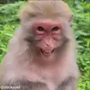 😂 Эмодзи «обезьянки» для Telegram